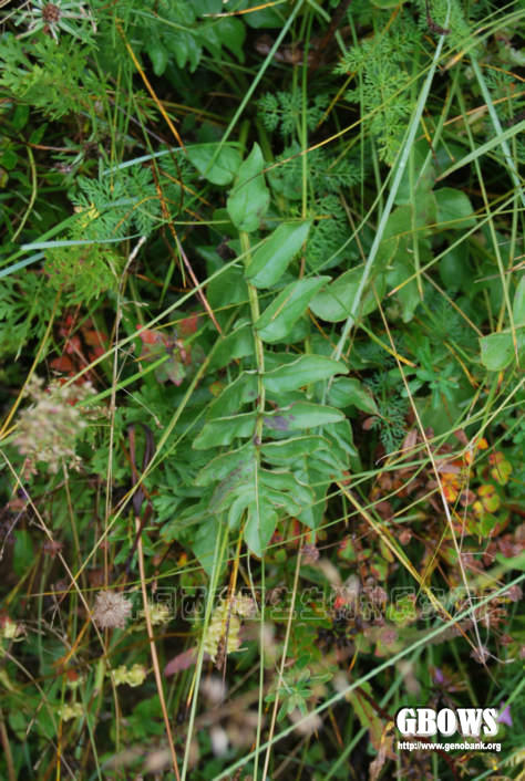 铁棒锤aconitumpendulumnbusch